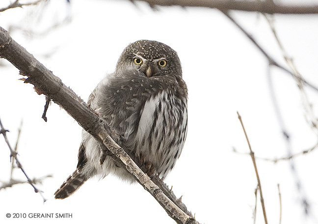 Northern Pygmy Owl on the Rio Grande in Pilar, NM
