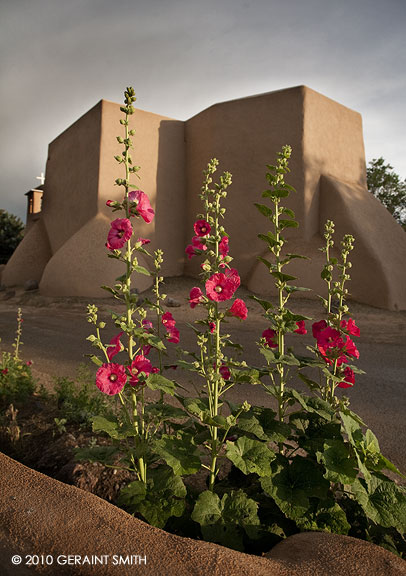 Ranchos de Taos, hollyhocks