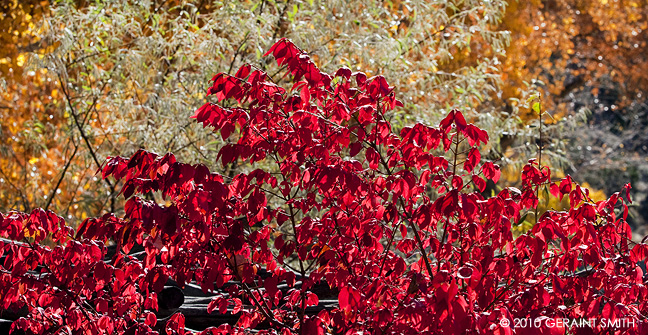 Lots of fall color in Taos