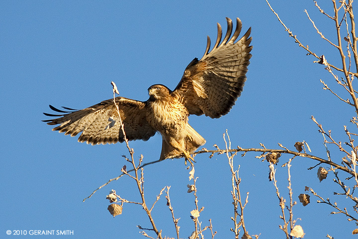 Evening sentinel ... Red Tailed Hawk in in TaosEvening sentinel ... Red Tailed Hawk in in TaosEvening sentinel ... Red Tailed Hawk in in Taos