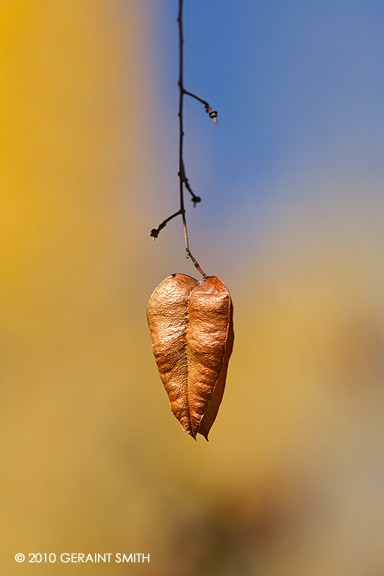 Golden Rain Tree Orange Lantern Seed Pod