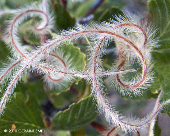 Seeds