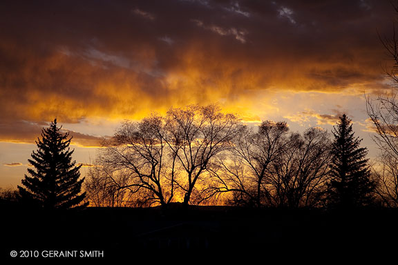 Sunset trees