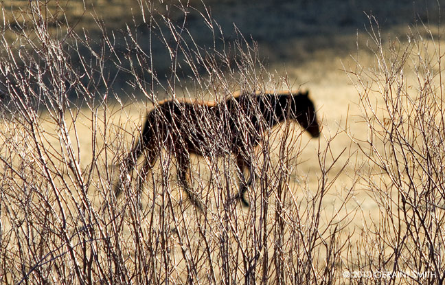 Willow Horse