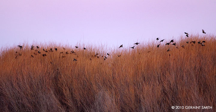 Birds in the willows