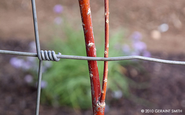 Red willow and wire