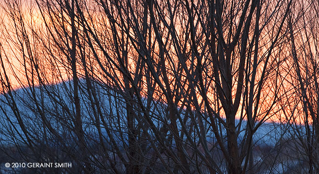 Through the winter trees