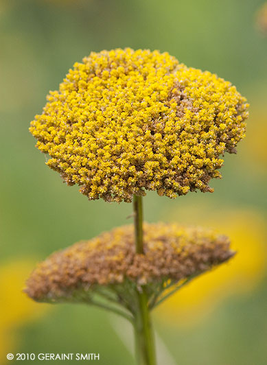 Autumn Yarrow