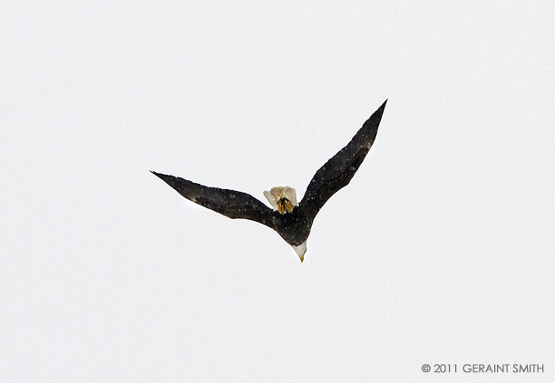 Bald Eagle