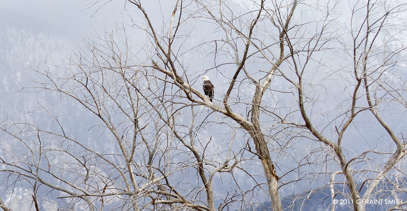 Taos' resident Bald Eagle!