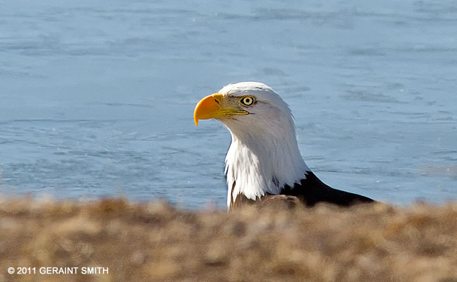 Bald Eagle in Bountiful, Colorado