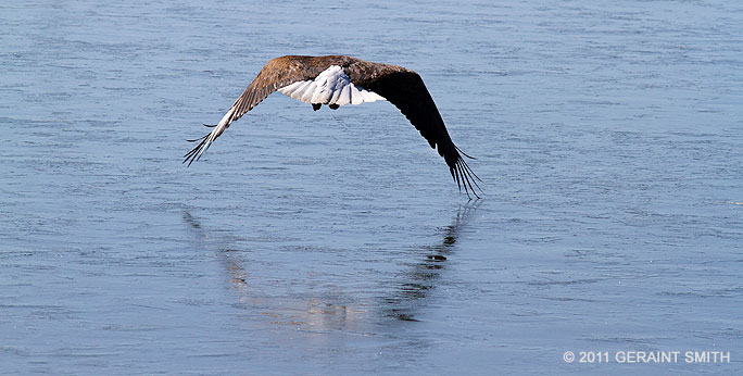 Bald eagle over ice in Bountiful Colorado