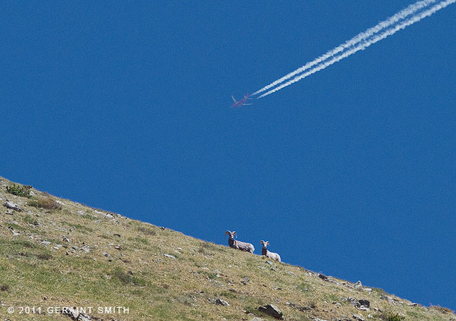 Big Horned Sheep on the flanks of Wheeler Peak and Southwest Airlines overhead!