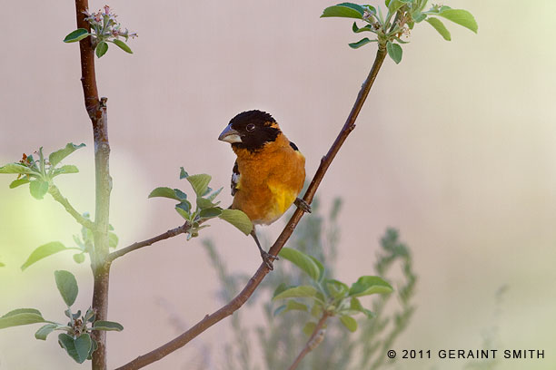 Black-headed Grossbeak