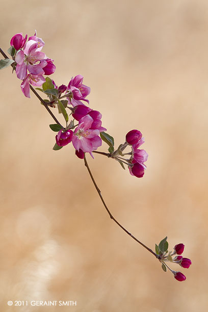 Spring! ... along the Rio Grande in La Villita, NM