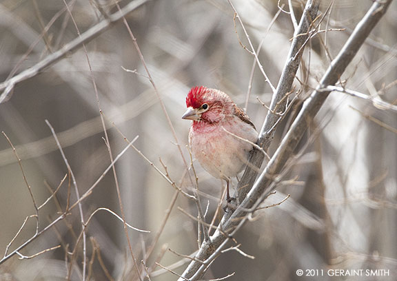 Cassin's finches are back in the garden