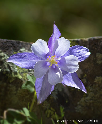 First and last columbine until the rains come and the forests are open again