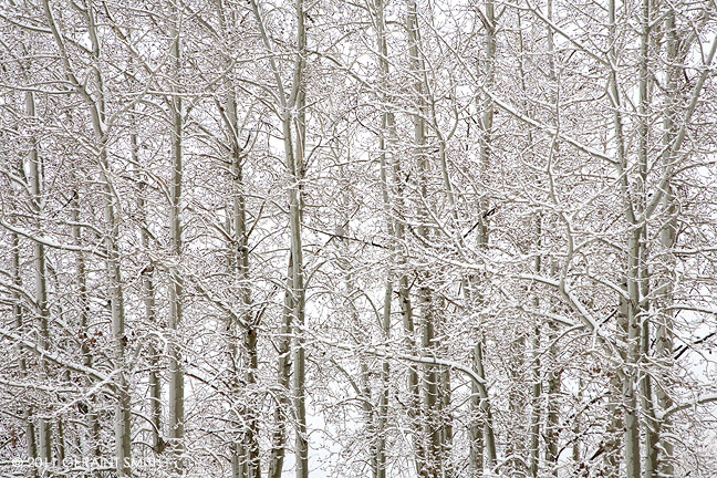 Snow on the trees