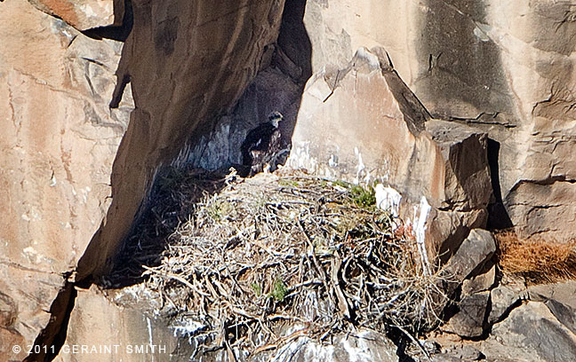 Golden Eagle chick ... no north American bird grows faster than an eagle chick.  At 6 weeks old, a healthy chick weighs between 8 and 9 pounds.