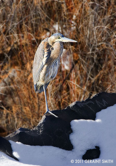 Great Blue Heron