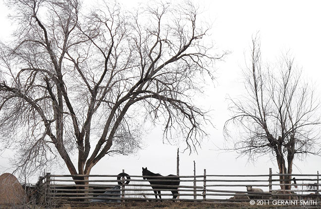 An 'horno oven', a tarp, an inner tube, a horse, a sheep, fence and some trees in Ranchos de Taos!