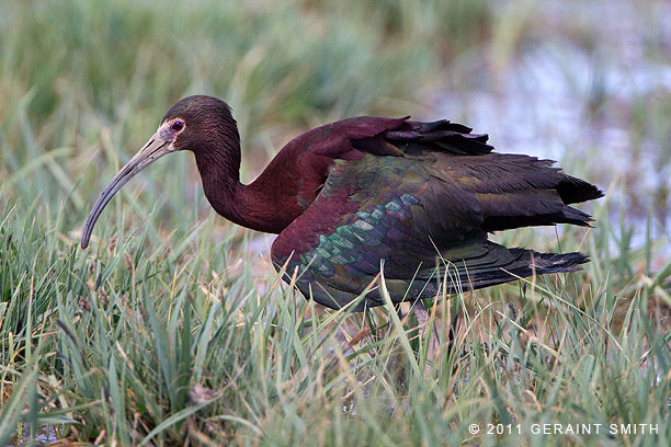 Ibis with a broken wing in a marshland in Taos, reveals iridescence