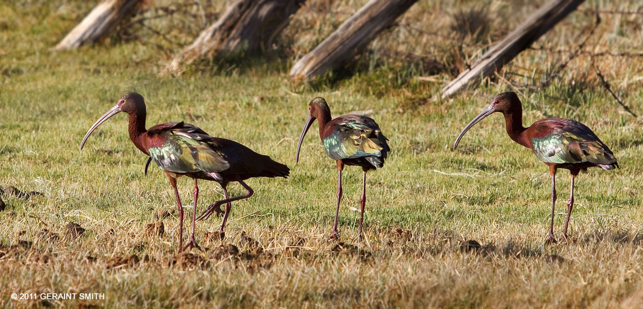 Ibis on the banks of the Rio Hondo yesterday evening