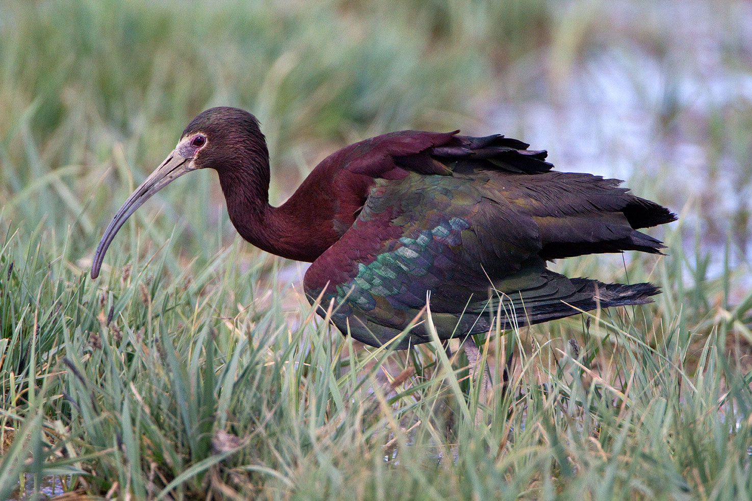 Ibis with a broken wing in some marshland in Taos