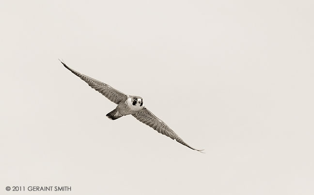 Peregrine