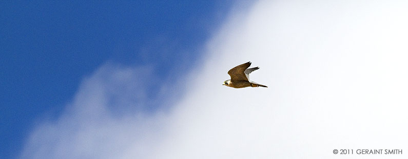 Peregrine Falcon