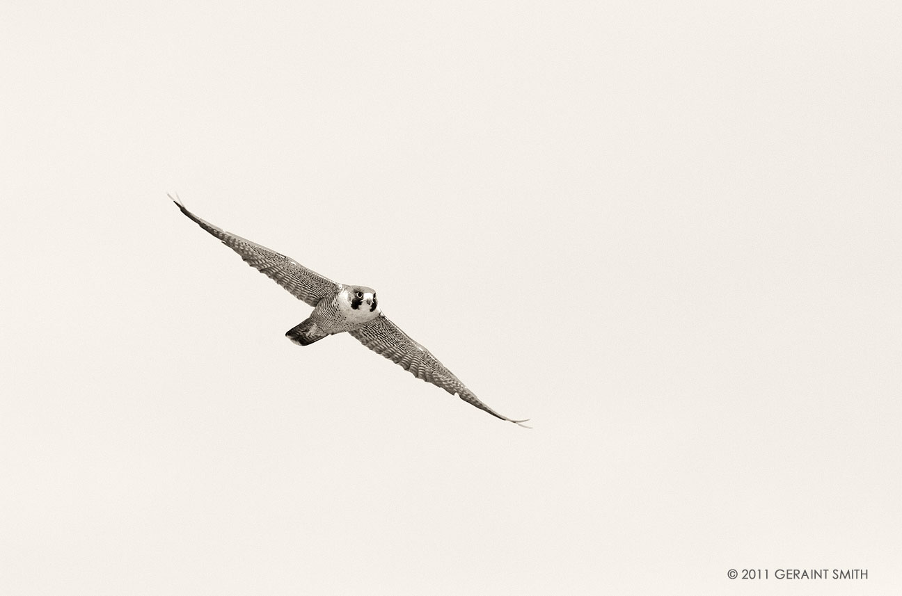 Peregrine Falcon