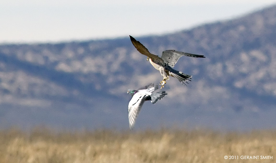 Peregrine Falcon and a pidgeon