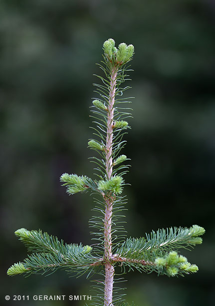 New growth pines on the Williams Lake Trail, Taos NM