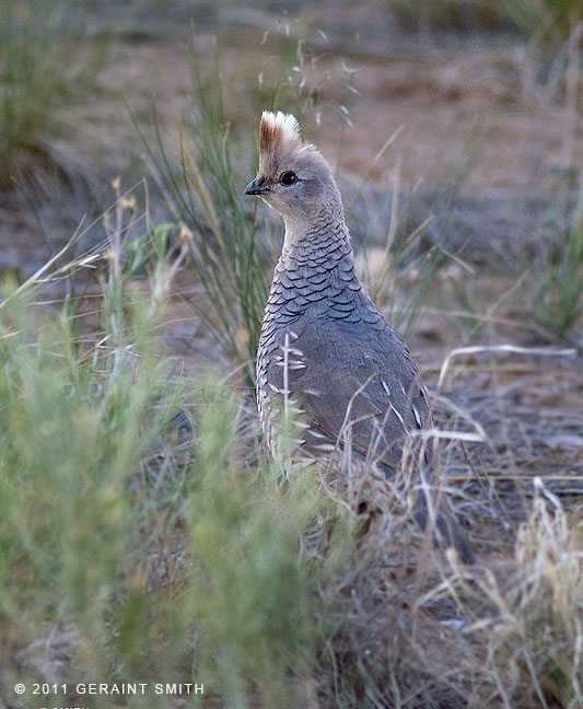 Quail, taos NM