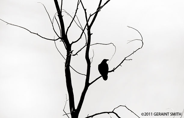 The ubiquitous Taos Raven