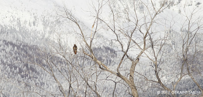 Red Tailed hawk and winter mountain