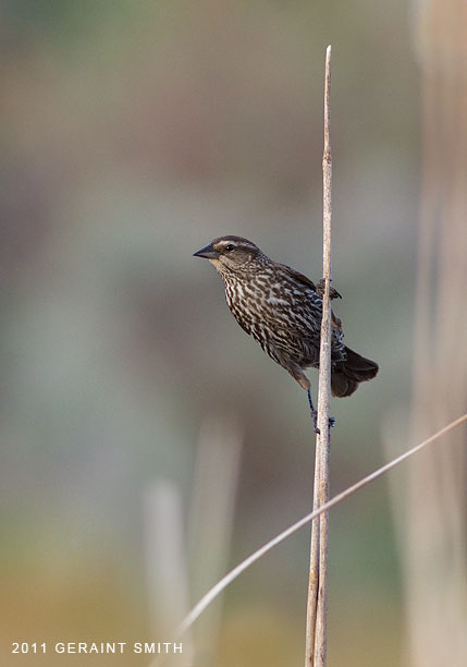 Female Red Winged Blackbird in the cat tails keeping guard over the nest 