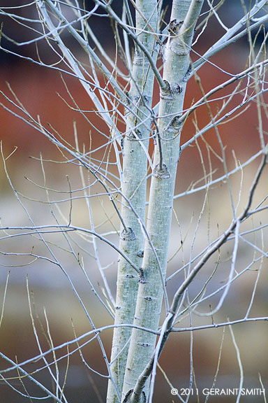 The color of winter along Rio Grande