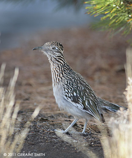 Roadrunner bird