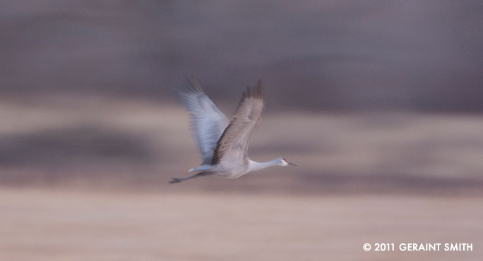 Sandhill Crane