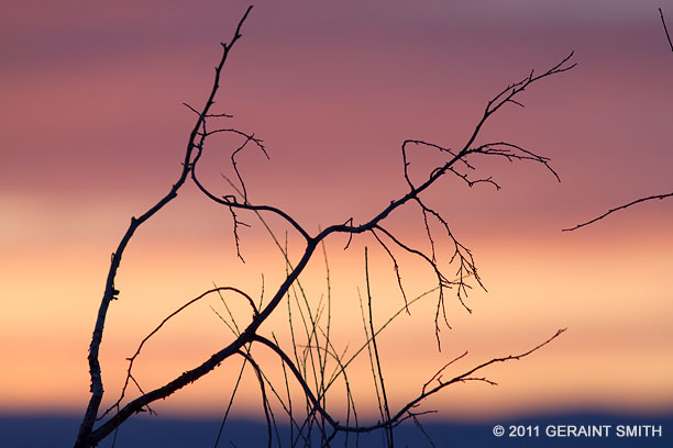 Late winter branches