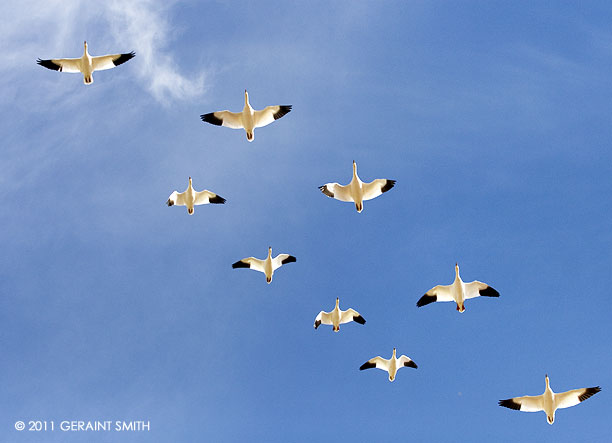 Snow Geese