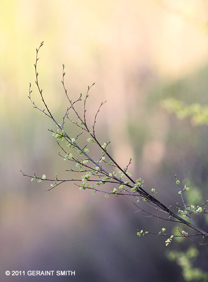 Spring buds