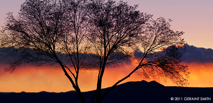 Sunset tree