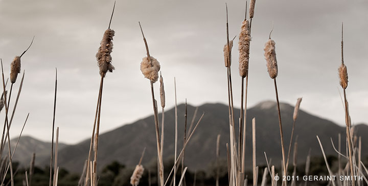 Cattails and the mountain