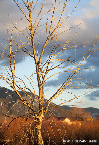 Across the willows to the mountain