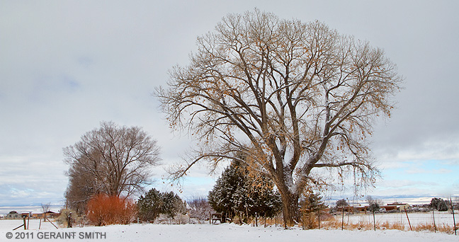 Snow fall, and some willows