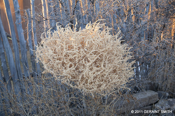 Taos ornamentation 'the fabulous tumbleweed' !