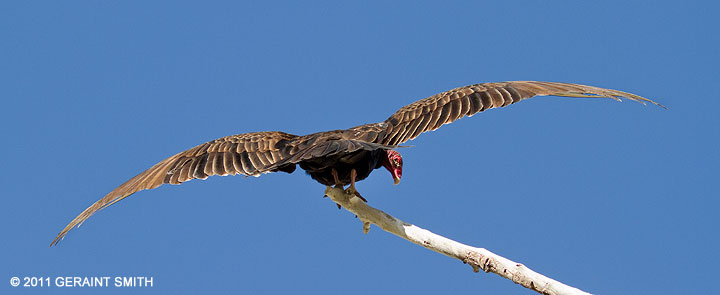 One of about four dozen vultures roosting in a cottonwood tree in downtown Taos