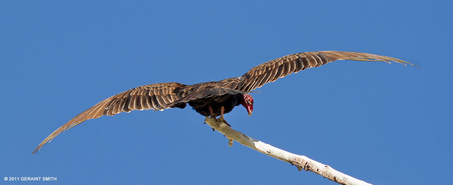 One of about four dozen turkey vultures roosting in a cottonwood tree in downtown Taos